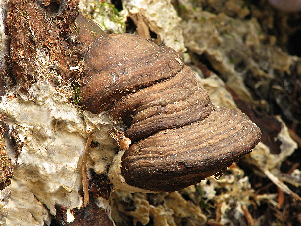 lesklokôrovka plochá Ganoderma applanatum (Pers.) Pat.