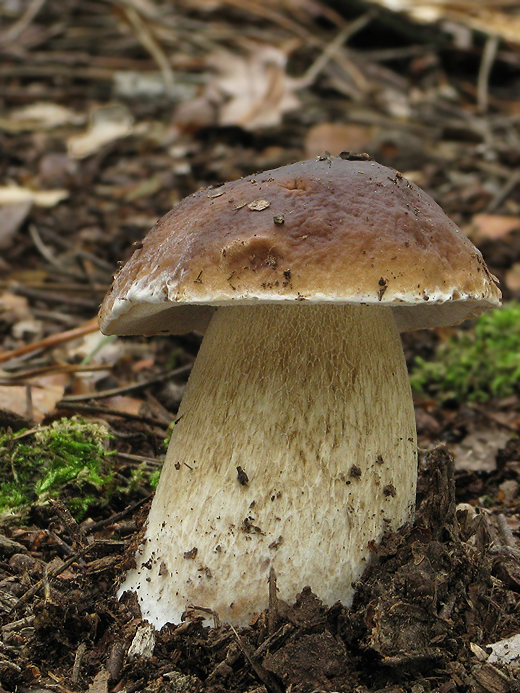 hríb smrekový Boletus edulis Bull.