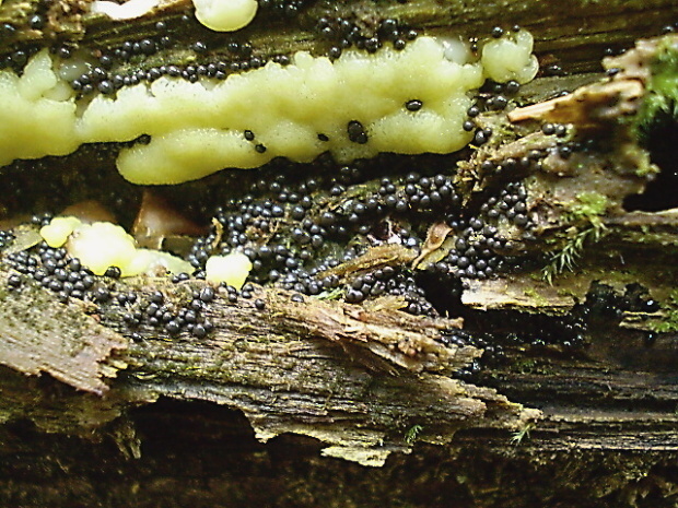 slizovka Cribraria argillacea (Pers.) Pers.