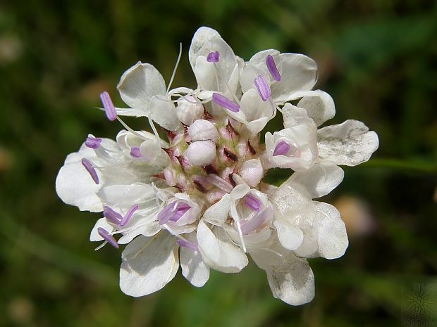 hlavinka sedmohradská Cephalaria transsylvanica  (L.) Schrad. ex Roem. et Schult.