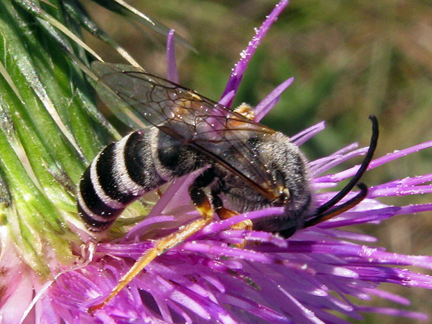 včielka Halictus sexcinctus