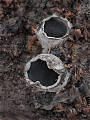 urnička kráterovitá