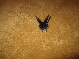 black Swallowtail