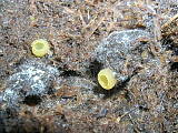 ascobolus crenulatus, mladé plodničky 