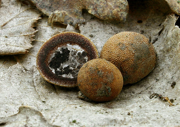 srnka ježatá Elaphomyces muricatus Fr.