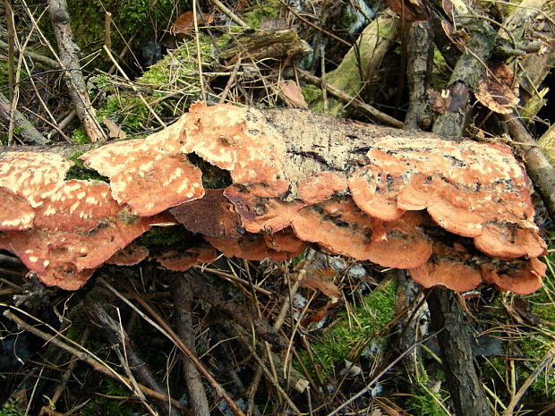 drevomorka rôsolovitá Phlebia tremellosa (Schrad.) Nakasone & Burds.