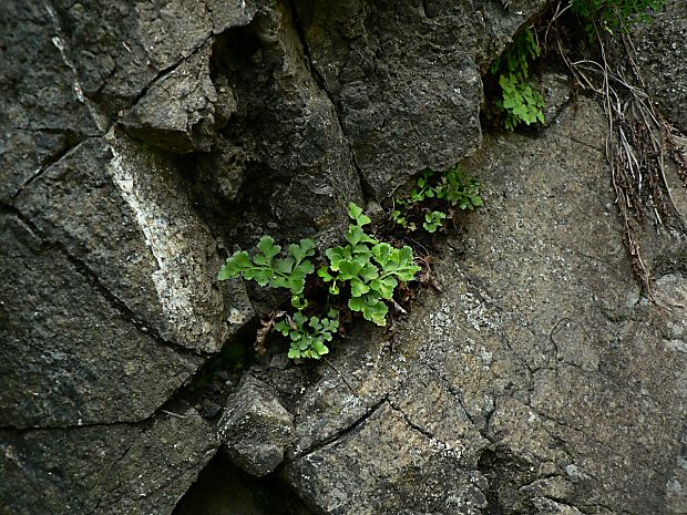 slezinník klinovolistý - sleziník hadcový Asplenium cuneifolium Viv.