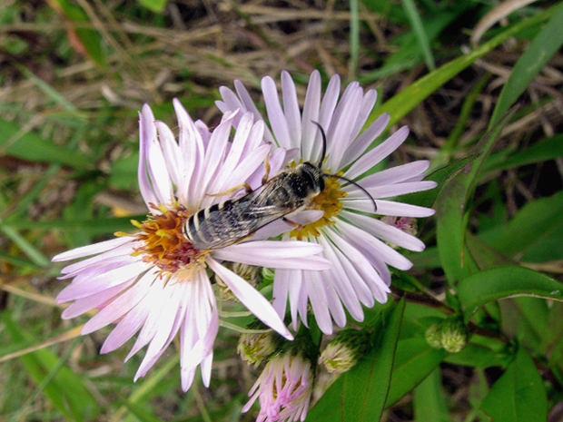 včielka Halictus sexcinctus