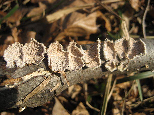klanolupeňovka obyčajná Schizophyllum commune Fr.