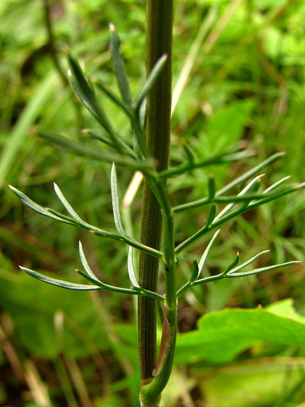 kôprovníček? Ligusticum mutellina (L.) Crantz