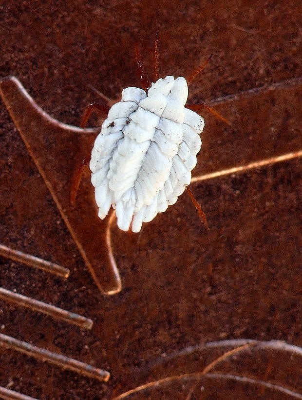 červec pŕhlavový Orthezia urticae Linnaeus, 1758