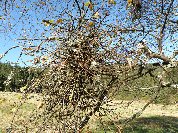 breza previsnutá Betula pendula Roth