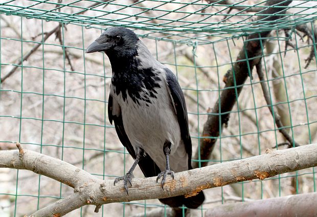 vrana túlavá východoeurópska corvus cornix
