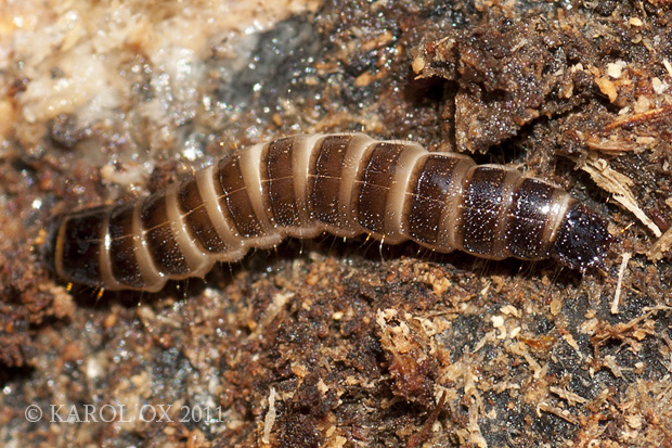 kováčik - Elateridae Denticollis sp. larva