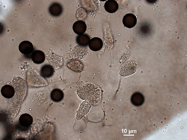 vápnikovec - vápenatka  Physarum licheniforme (Szabó ex Schwein.) Lado