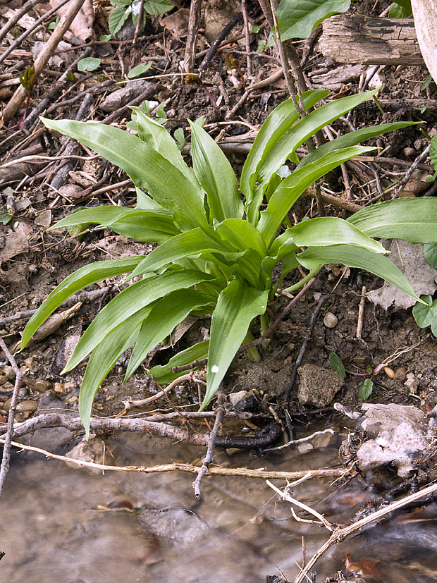 cesnak medvedí Allium ursinum L.