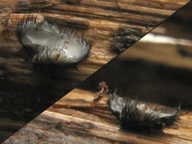 krútilôčka štetinkatá Dinemasporiella hispidula (Fr.) Bubák & Kabát