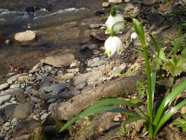 bleduľa jarná karpatská Leucojum vernum subsp. carpaticum (Spring) O. Schwarz