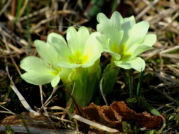prvosienka bezbyľová-prvosenka bezlodyžná Primula acaulis (L.) L.