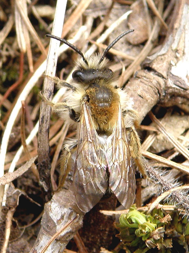 pieskárka  Andrena Sp.