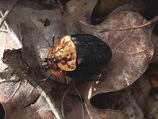 zdochlinár červenoštíty Oiceoptoma thoracica (Linnaeus, 1758)