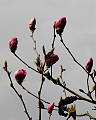 magnolia ii
