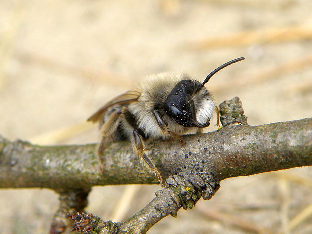 pieskárka Andrena Sp.