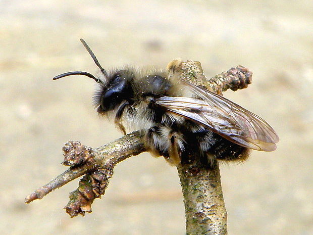 pieskárka Andrena Sp.