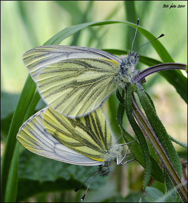 mlynárik repkový Pieris napi