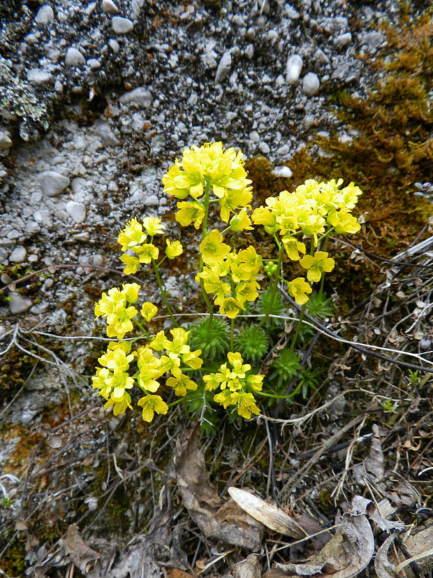 chudôbka drsnoplodá pravá Draba lasiocarpa subsp. lasiocarpa