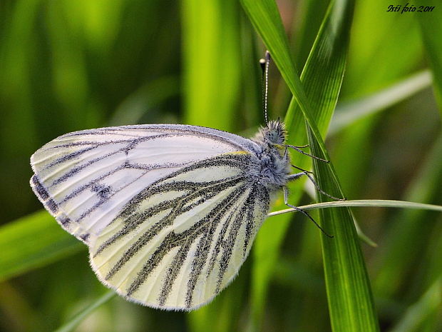 mlynárik repkový Pieris napi