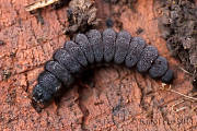 snehuľčík (larva)