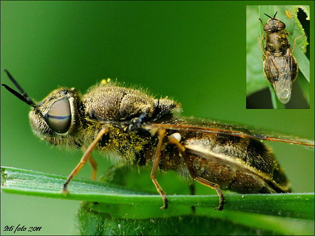 bránivka Odontomyia sp.