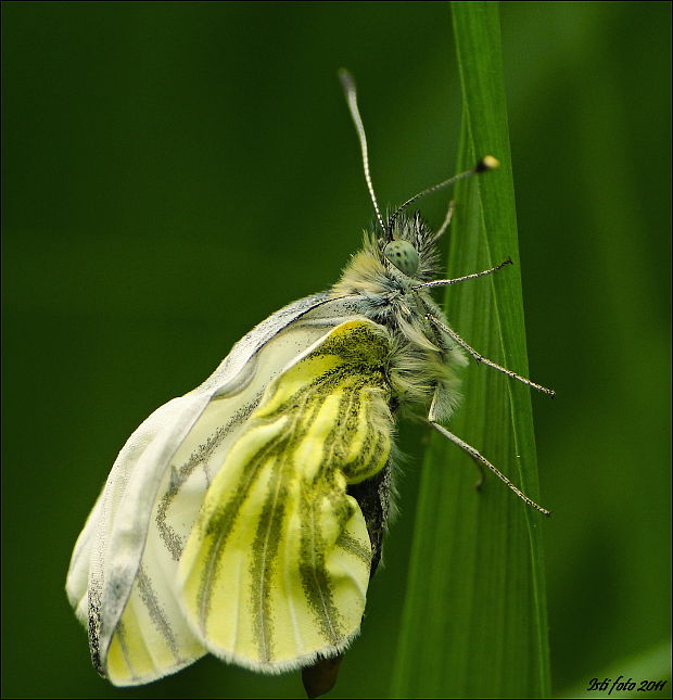 mlynárik repkový Pieris napi