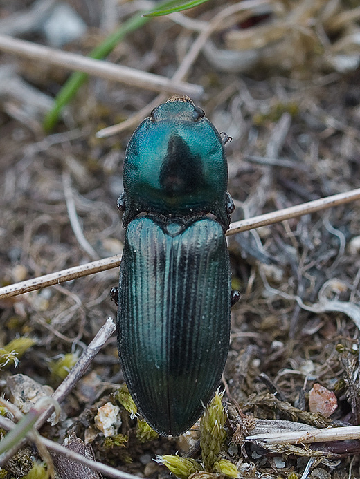 kováčik kovový Selatosomus aeneus var.cyaneus Linnaeus, 1758