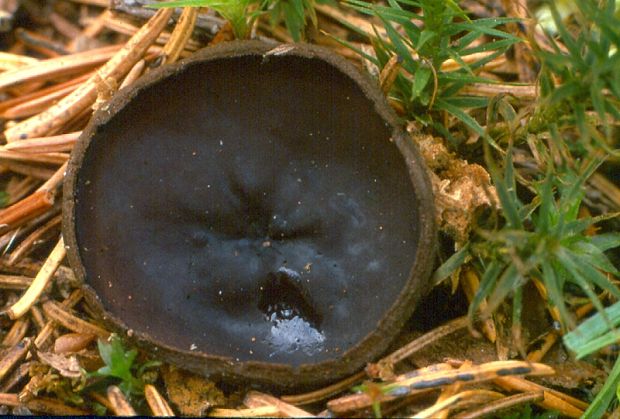 ušíčko černé - Misôčka tmavá  Pseudoplectania nigrella (Pers.) Fuckel