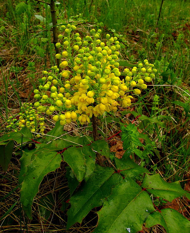 mahonia cezmínolistá Mahonia aquifolium (Pursh) Nutt.