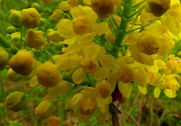 mahónia cezmínolistá Mahonia aquifolium (Pursh) Nutt.