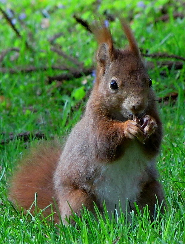 veverička obeduje