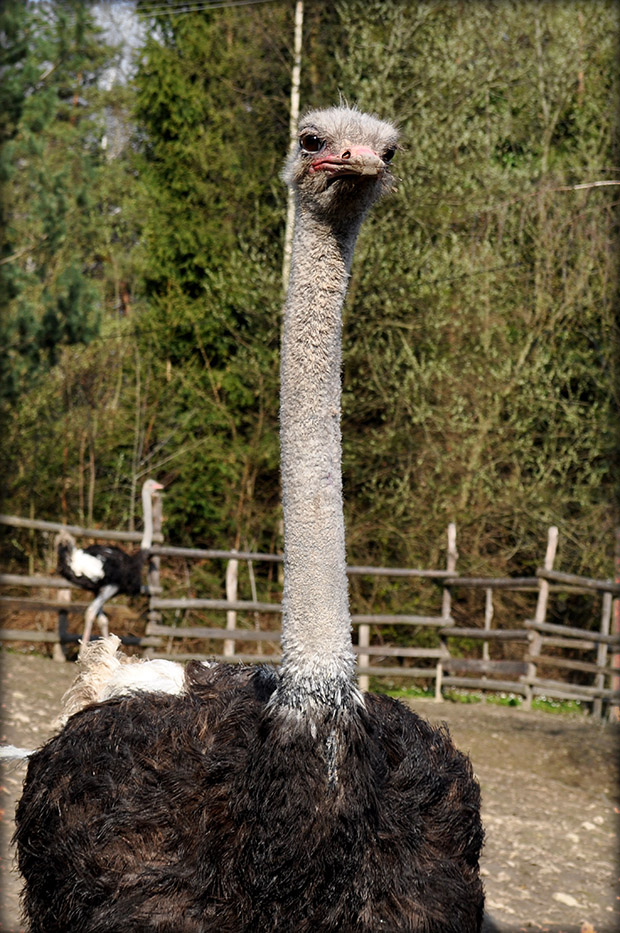 pštros dvojprstý Struthio camelus
