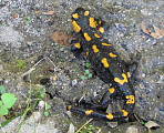 salamandra škvrnita