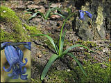 hyacintovec