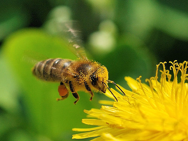 včela medonosná  Apis mellifica