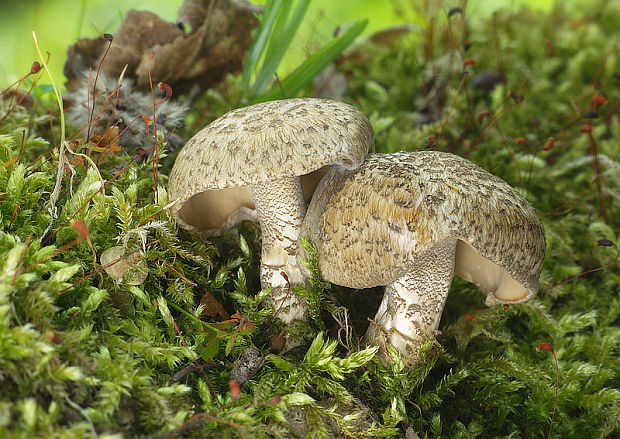 trúdnik strapkatý Lentinus substrictus (Bolton) Zmitr. & Kovalenko