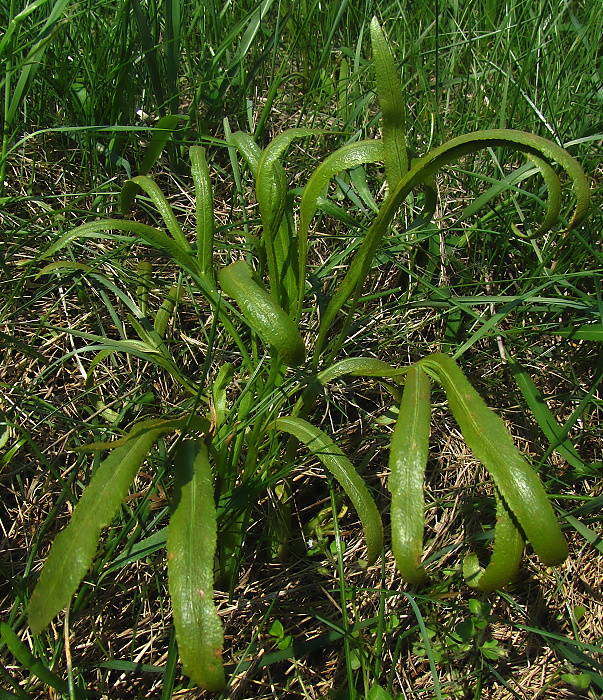 kosáčik obyčajný Falcaria vulgaris Bernh.