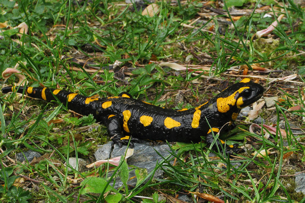 salamandra škvrnitá (Salamandra salamandra salamandra škvrnitá (Salamandra salamandra
