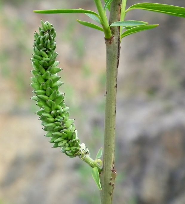 vŕba rakyta  Salix caprea L.