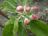 Mladá jabloň - odroda "Júlia"
