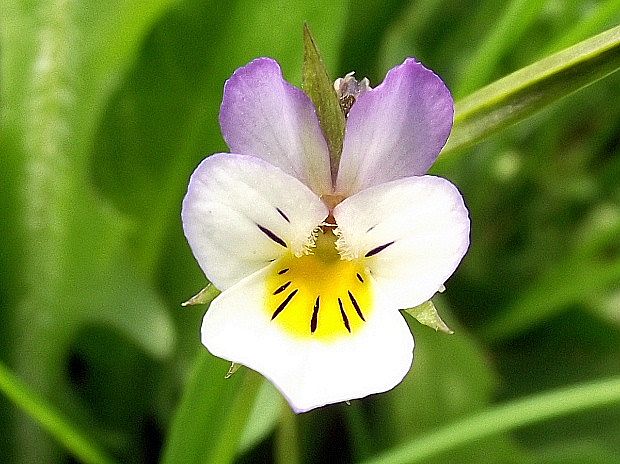fialka roľná Viola arvensis Murray