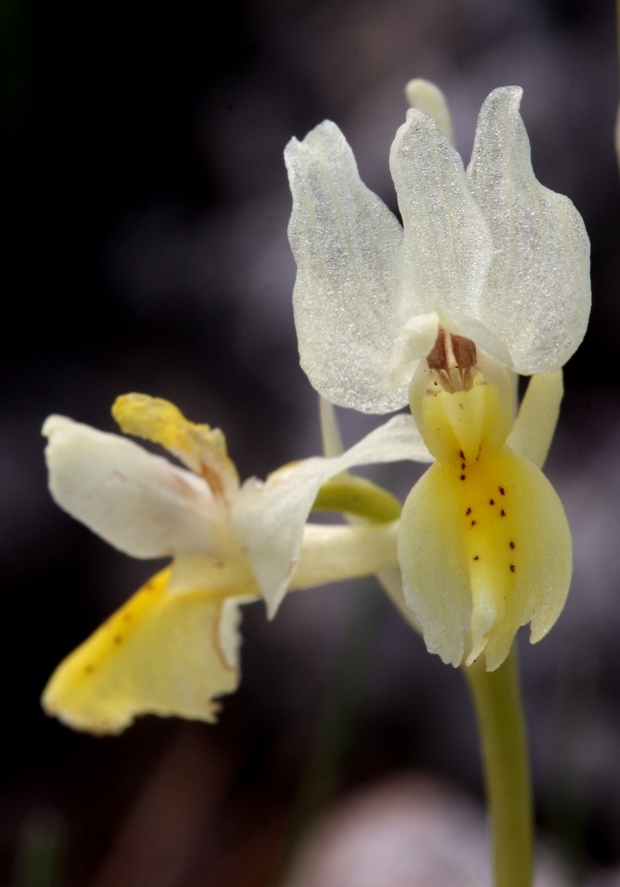 vstavač chudokvětý Orchis pauciflora Ten.